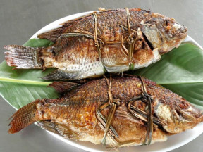 滇缅荷包鱼